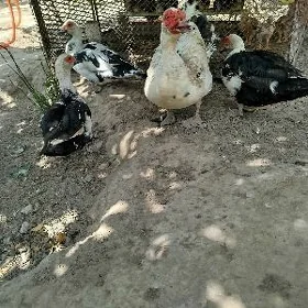 ördekler