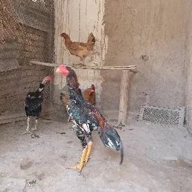 хораз товук