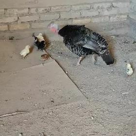 towuk juyjeli induk