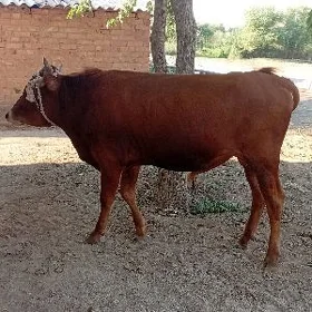 meÿdan öküz