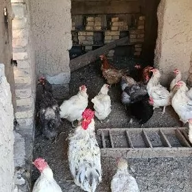 towuk horaz