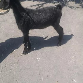 geçi.