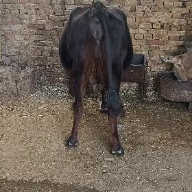 agyr boğaz sygyr