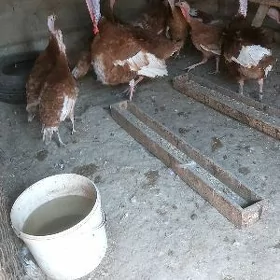 Owgan paroda induk