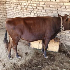 öküz