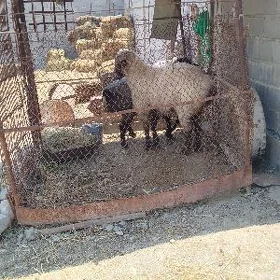 bakylan goç