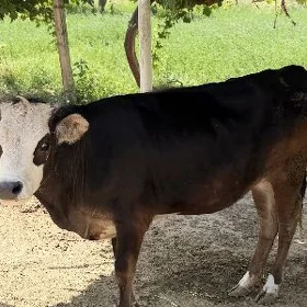 Tüwe tohum