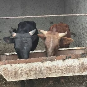 Göle