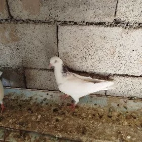 kepderi