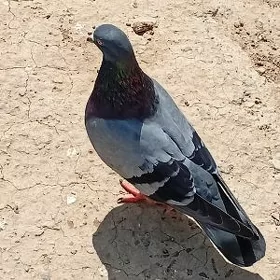 Kepderi