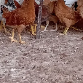 jüje
