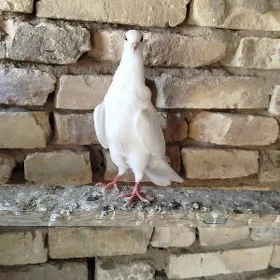 kepderi