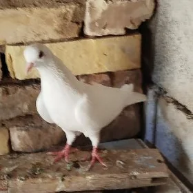 kepderi