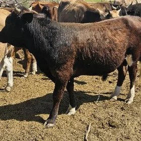 okuzler