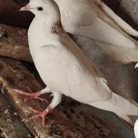 kepderi