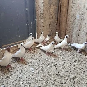 kepderi.