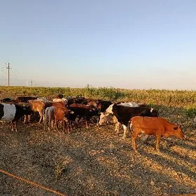 öküz sygyr tüwe.