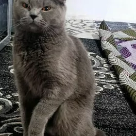 Британская кошка