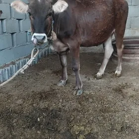 Tüwe