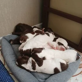 собаки
