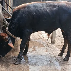 göle öküz