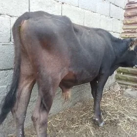 Öküz