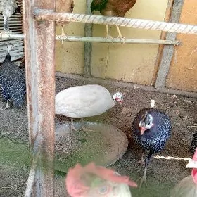 sezarka ketegi bilen bile