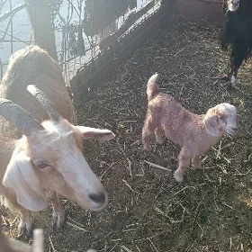 avlakly geçi