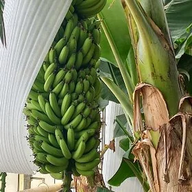 banan tiplisa ishgar gerek