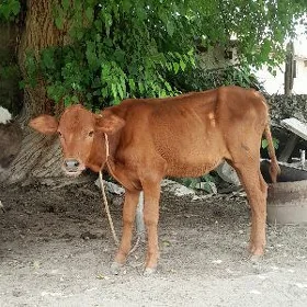 TÜWE
