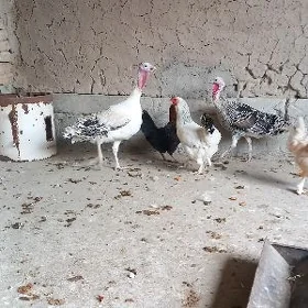 MAKI INDUKLAR