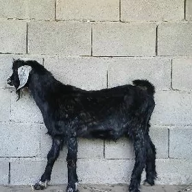 cewıs