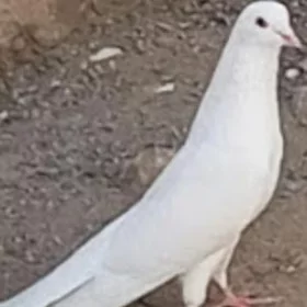 kepderi