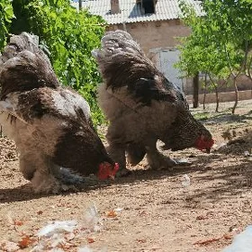 brama
