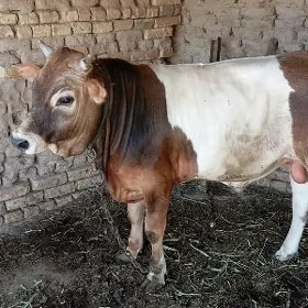 öküzçe
