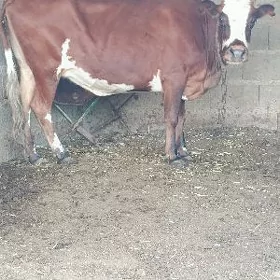 gysyr sygyr