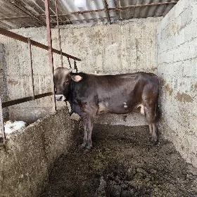 Şwes öküz