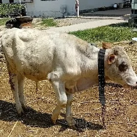 göle