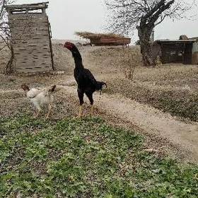 baysow juje