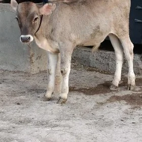 ÖKÜZ ŞWES TOHUM ARASSA