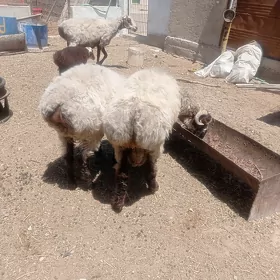 işşek