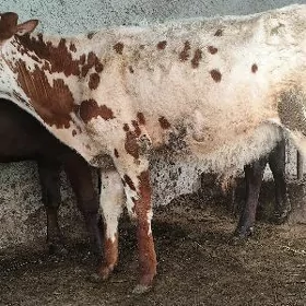 Göle