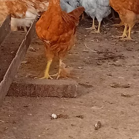 jüje