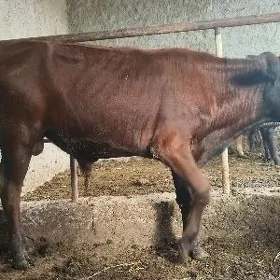 GÖLE