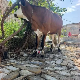 yetik boğaz