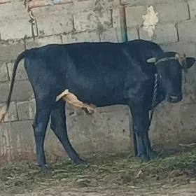öküz