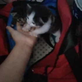 Котята