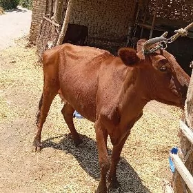 bogaz sygyr