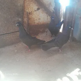 kepder
