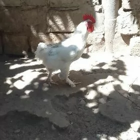 Петухи